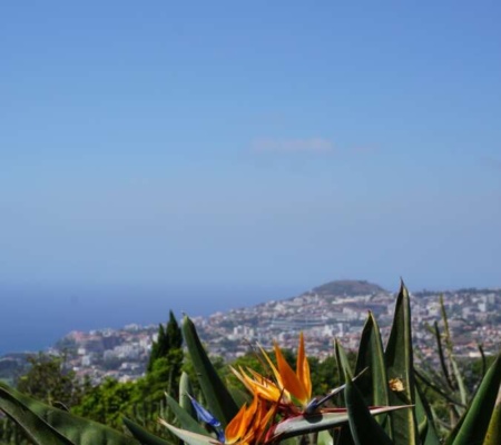 Madeira & Porto Santo in Bildern